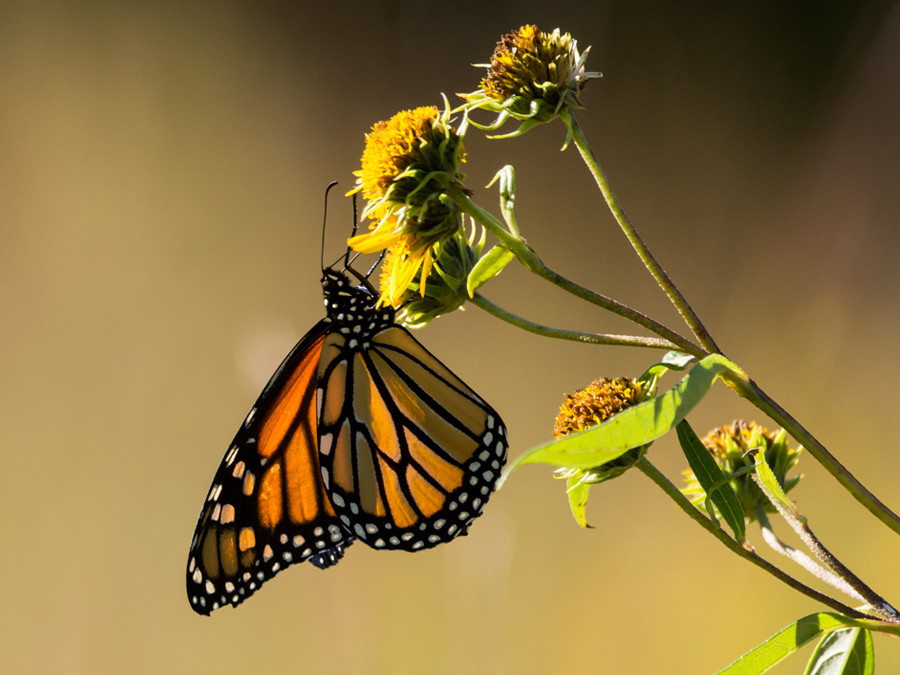 ​Pollinator Web Page with Interactive Map