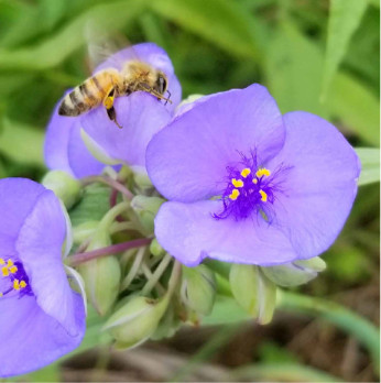 Habitat and Biodiversity