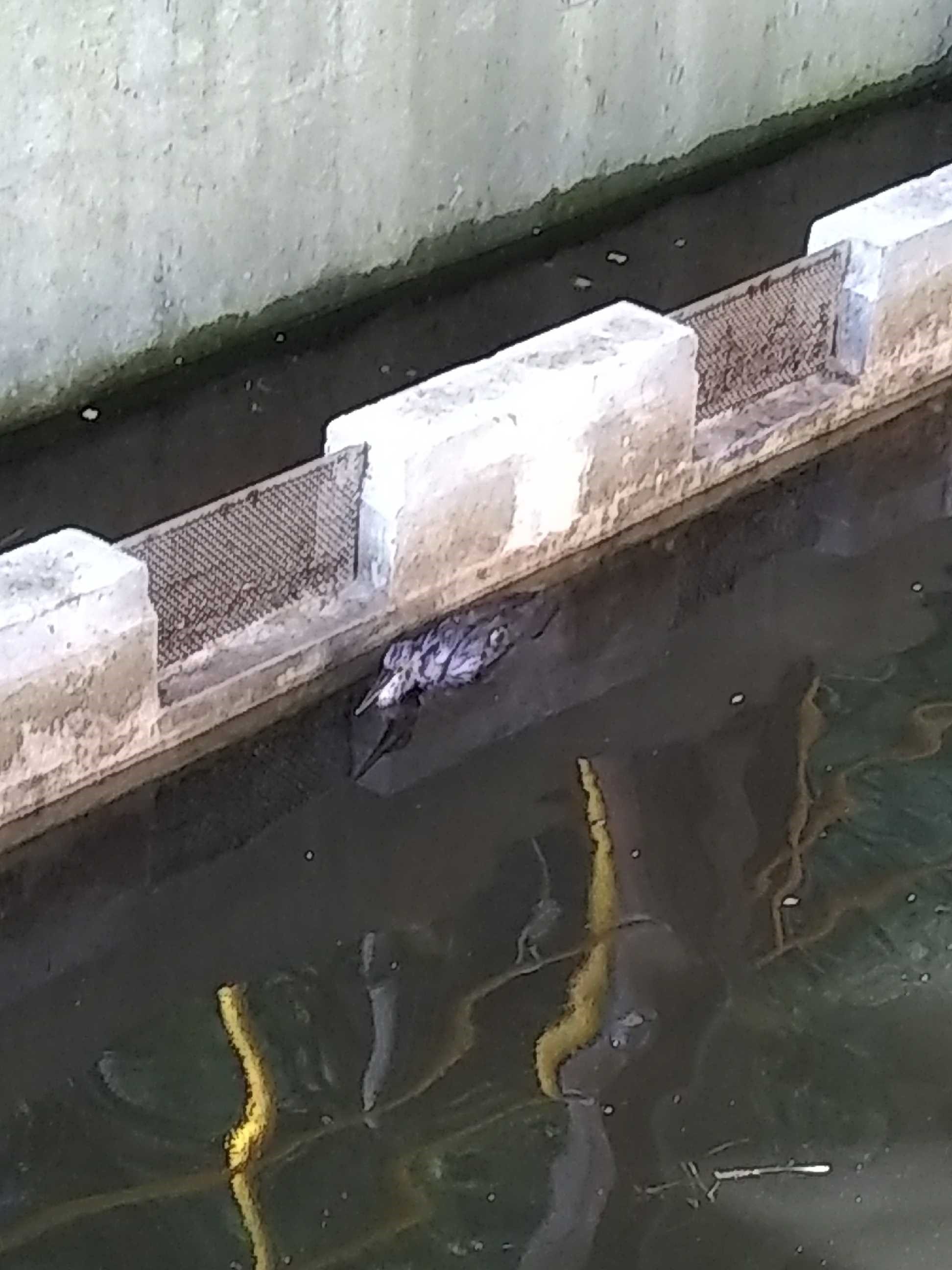 Heron01.jpg